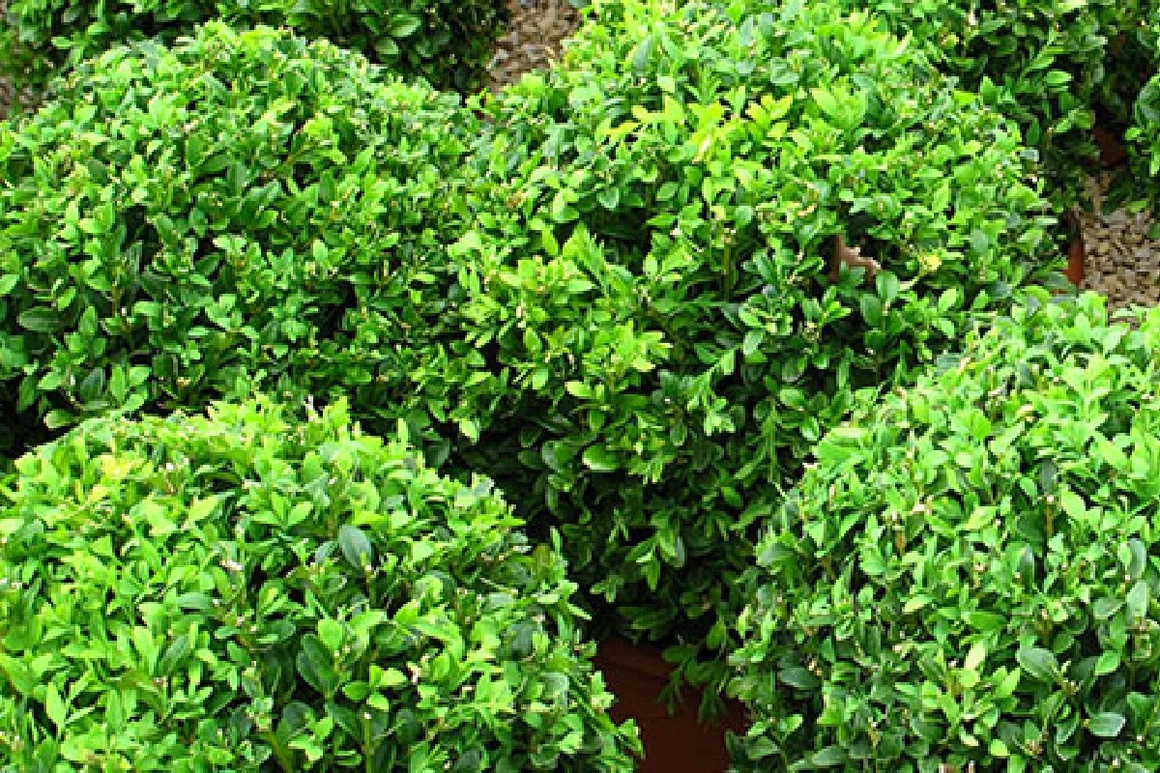 Mehrere Buchsbaumkugeln